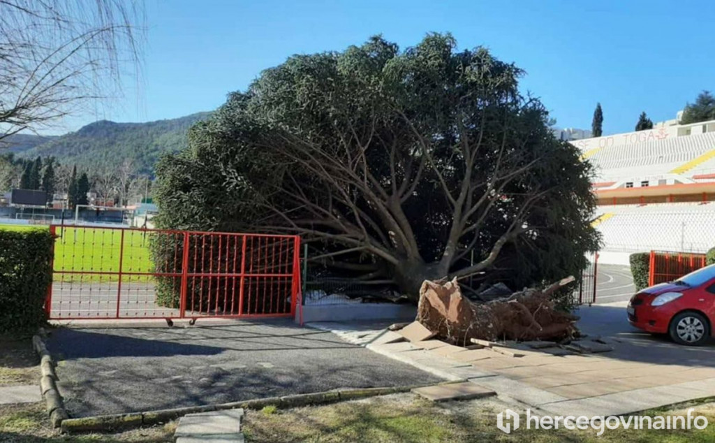 Stadion Zrinjski Stablo Drvo