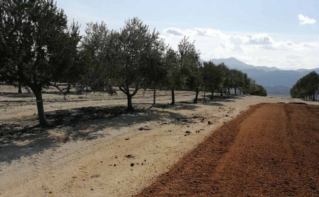 Maslinovo ulje Mikulić Ljubuški