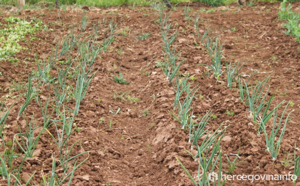 poljoprivreda, radovi, vinova loza, masline, voće, povrće