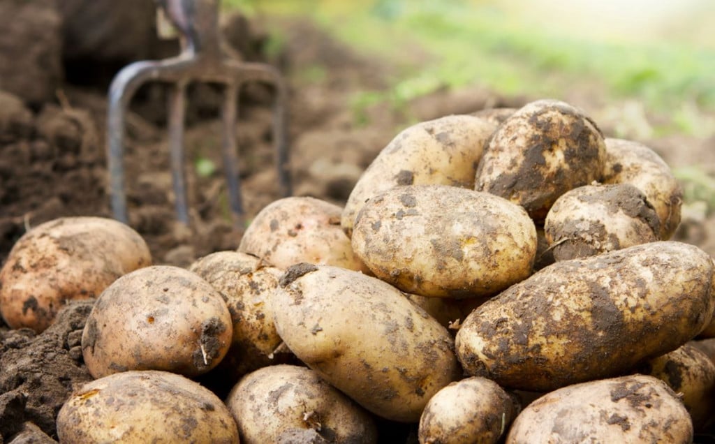 Krompir poljuoprivreda