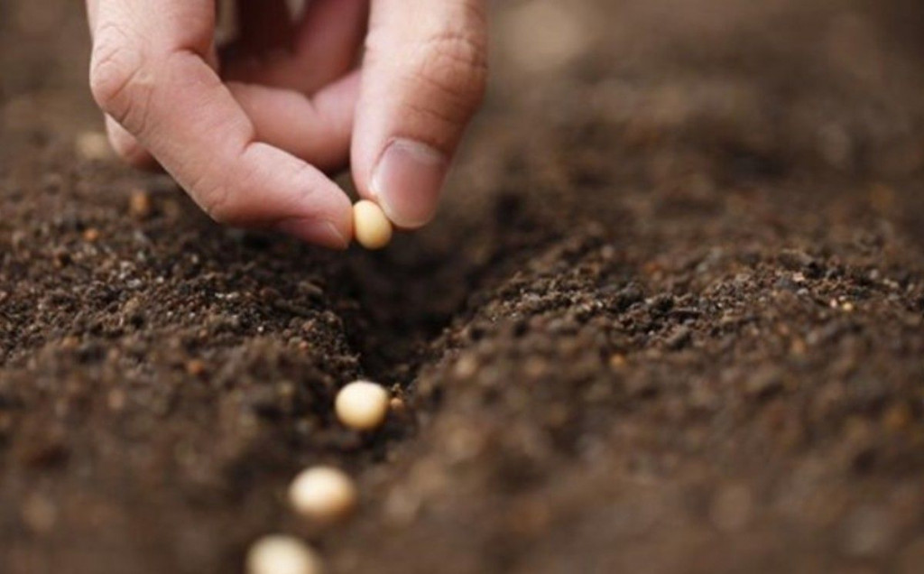 sadnja, mladi, sjeme, strani državljani, granična policija, granica, poljoprivreda
