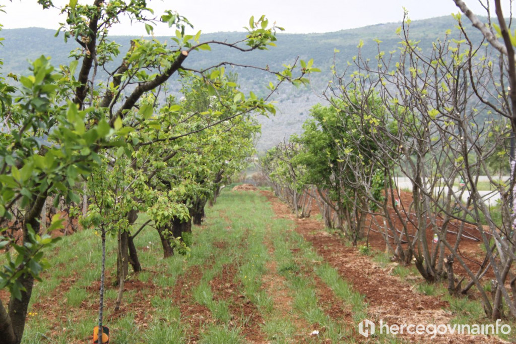 poljoprivreda, radovi, vinova loza, masline, voće, povrće
