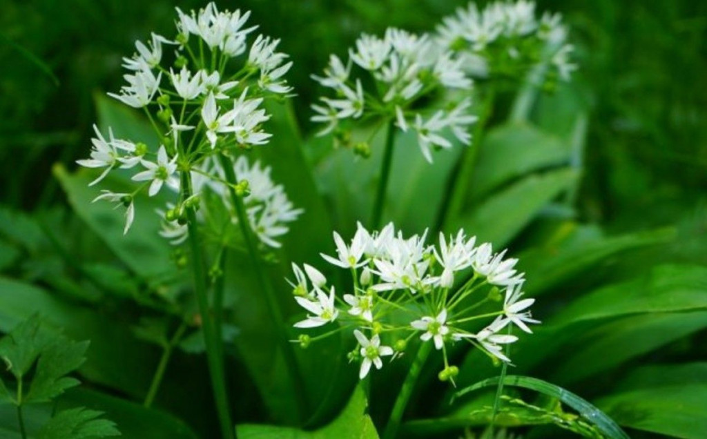 srijemuš, medvjeđi bijeli luk