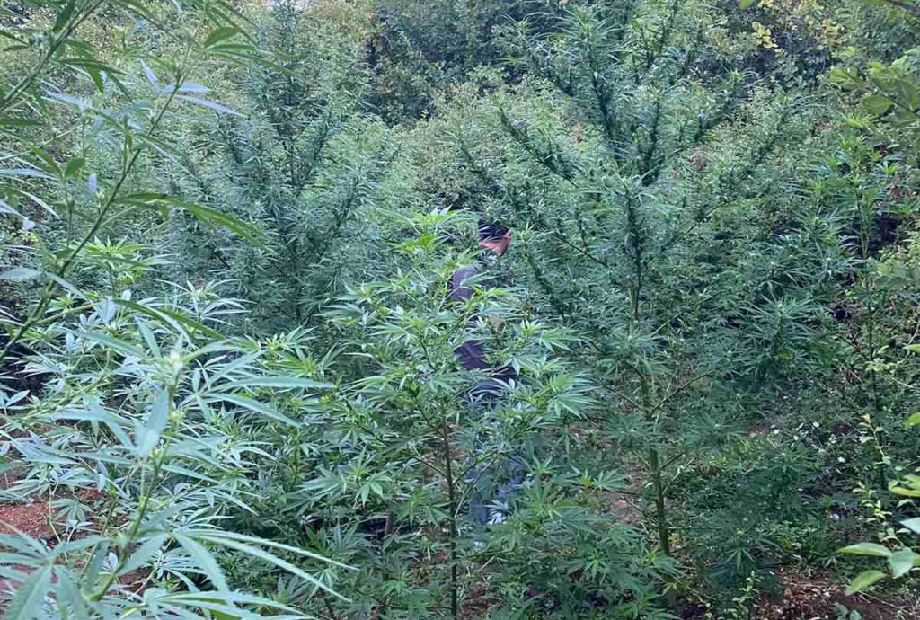 Nasad indijske konoplje/Ilustracija