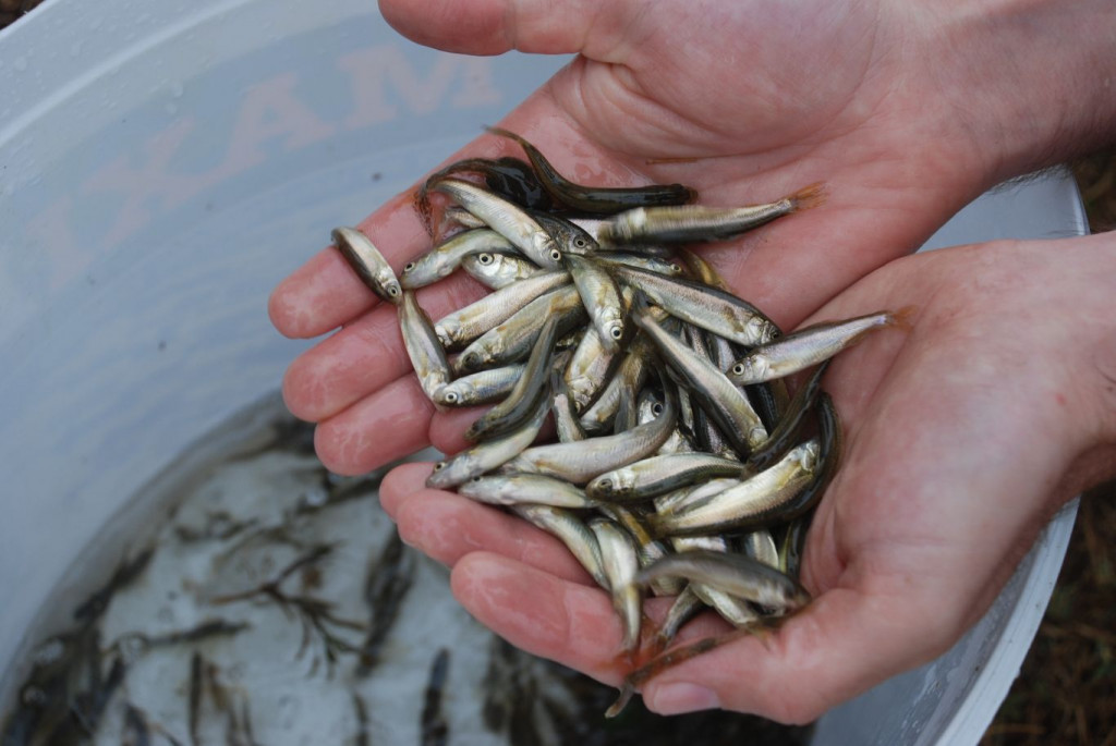 Mostarsko blato prikanac