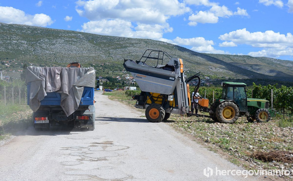 Hercegovina vino