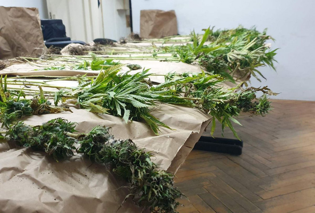 Zapljena indijske konoplje