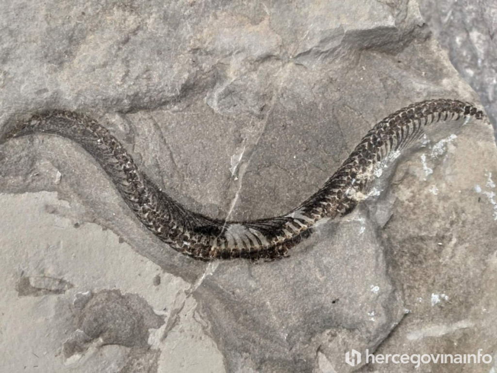 Bileća zmija fosil