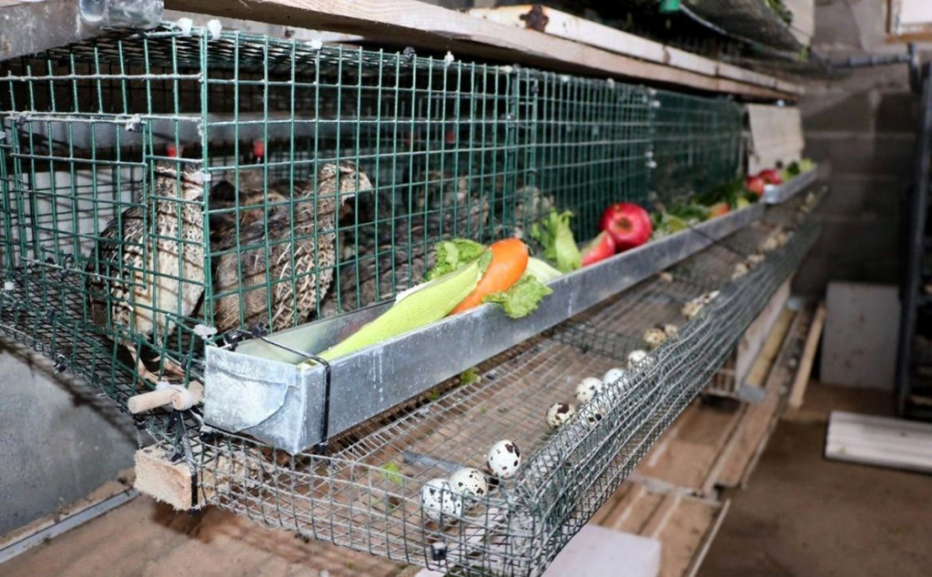 Jaja japanske prepelice Trebinje Aleksandar Sredanović