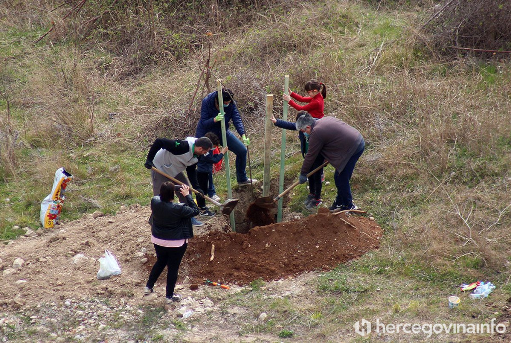 Sadnja stabala na kopu Vihovići