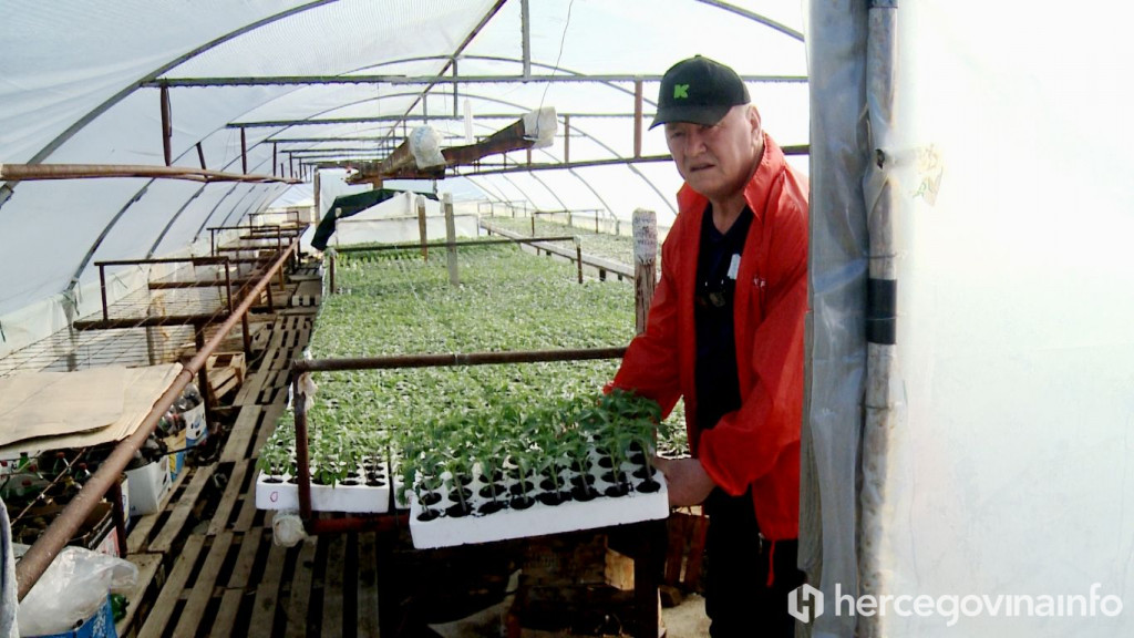 Sadnja plastenik obitelj Bojbaša Trebinje