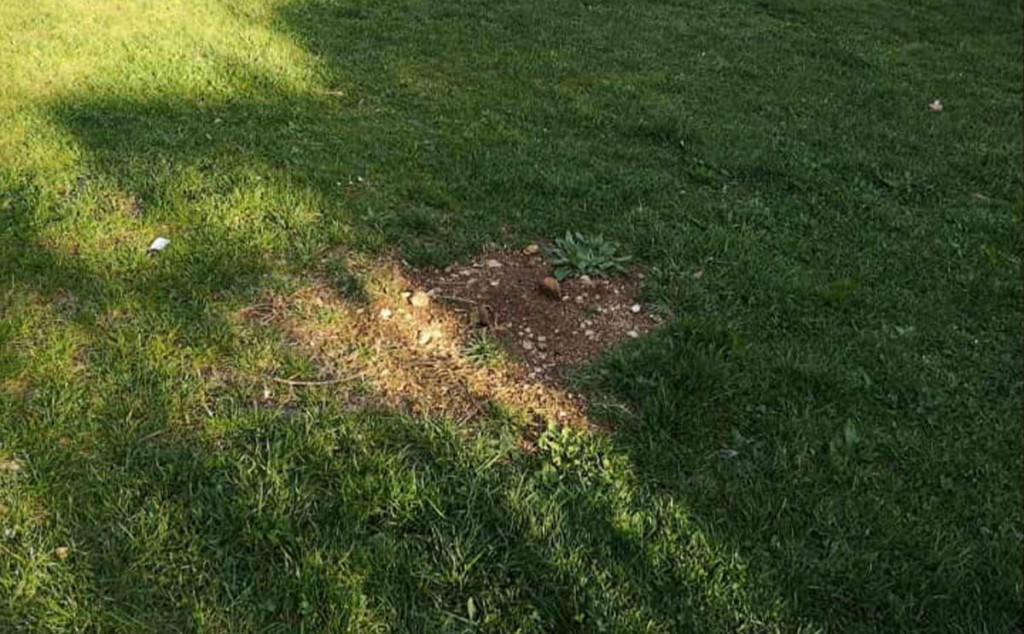 Zrinjevac japanska trešnja