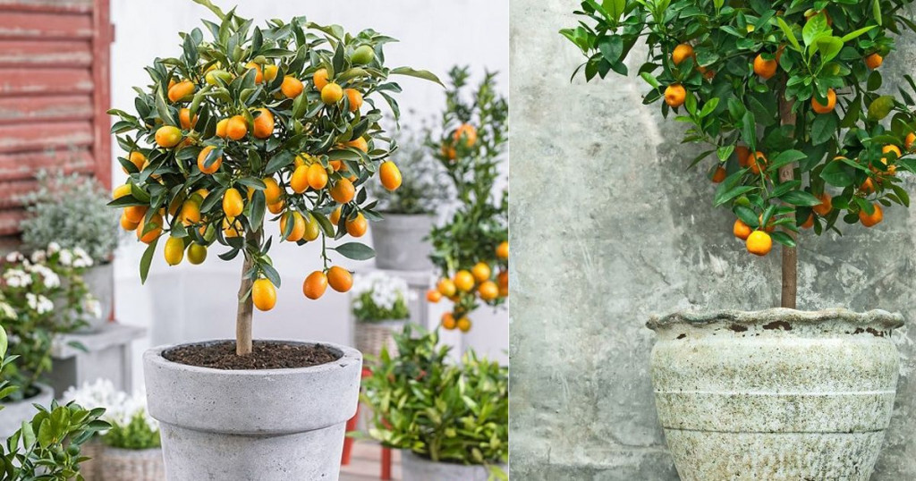 uređujem, ideje, biljke, balkon, citrus