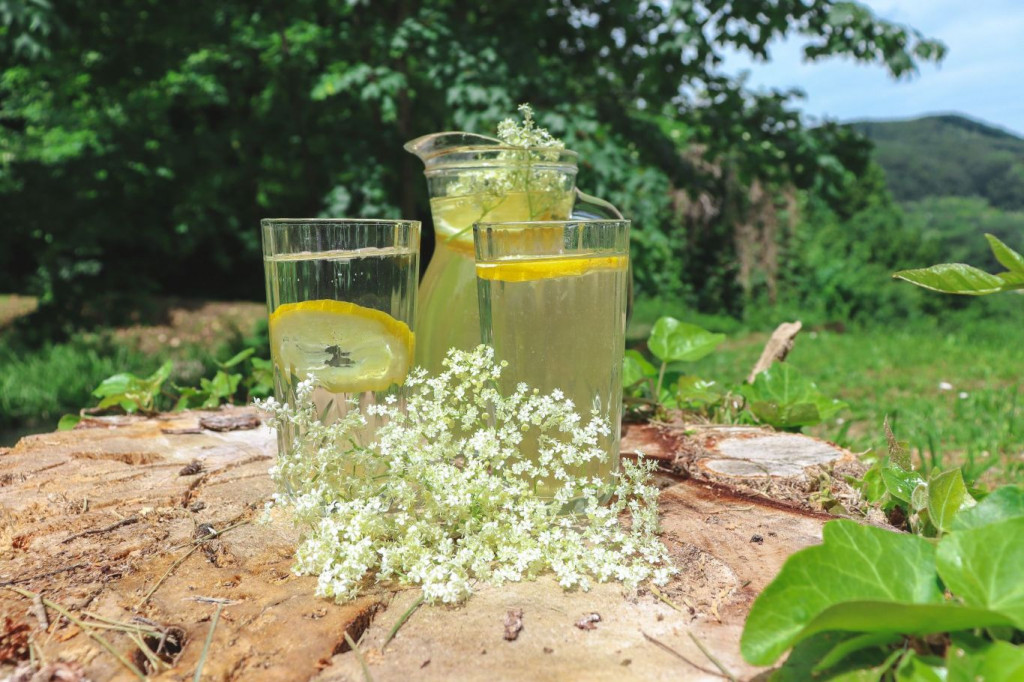 sok od zove, recept, cvijet, Hercegovina, Zova