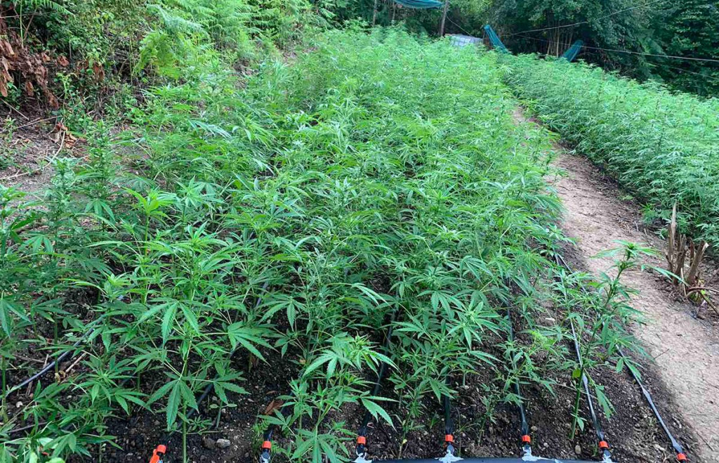 Akcija Escobar zapljena indijska konoplje