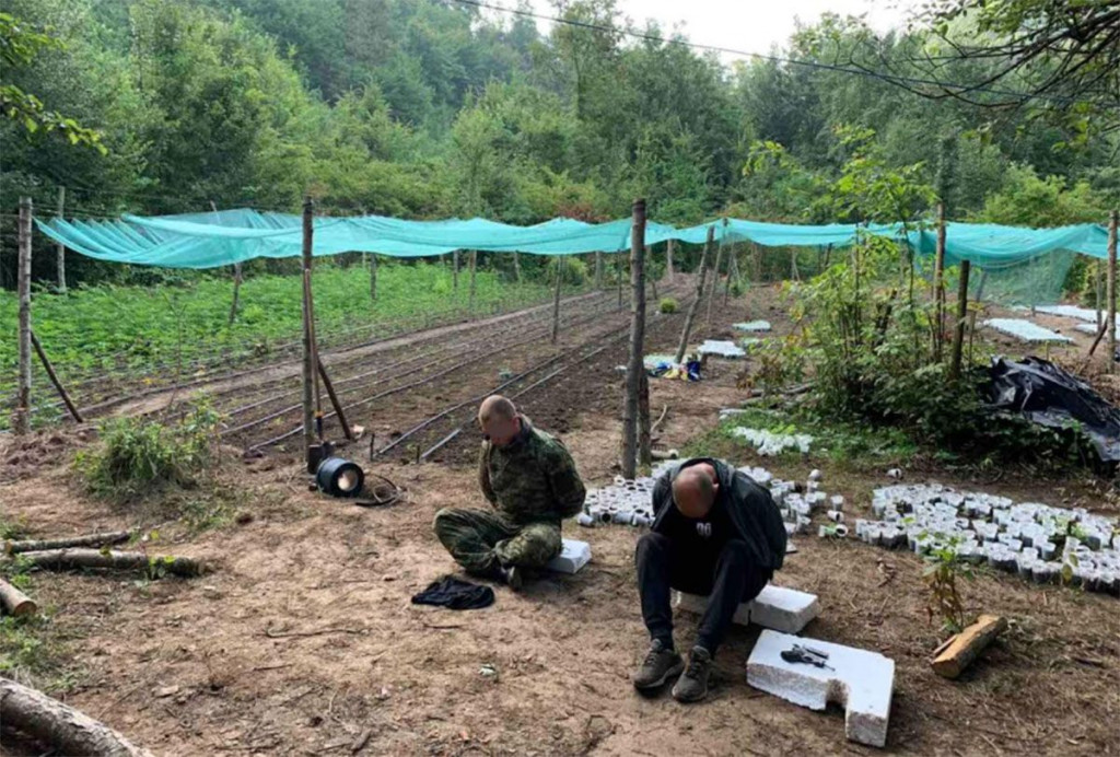 Akcija Escobar zapljena indijska konoplje