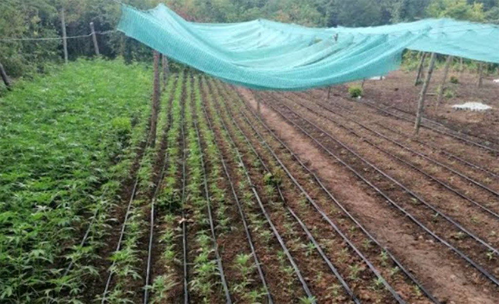 Akcija Escobar zapljena indijska konoplje