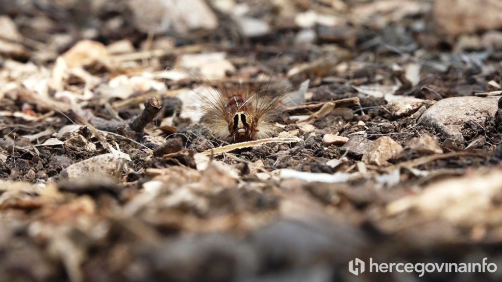 gubari, gusjenice, najezda