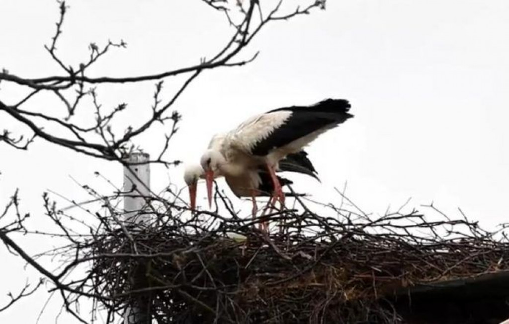 roda, roda malena, klepetan