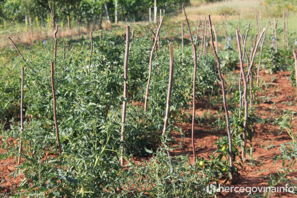 poljoprivreda, danijel ćavar