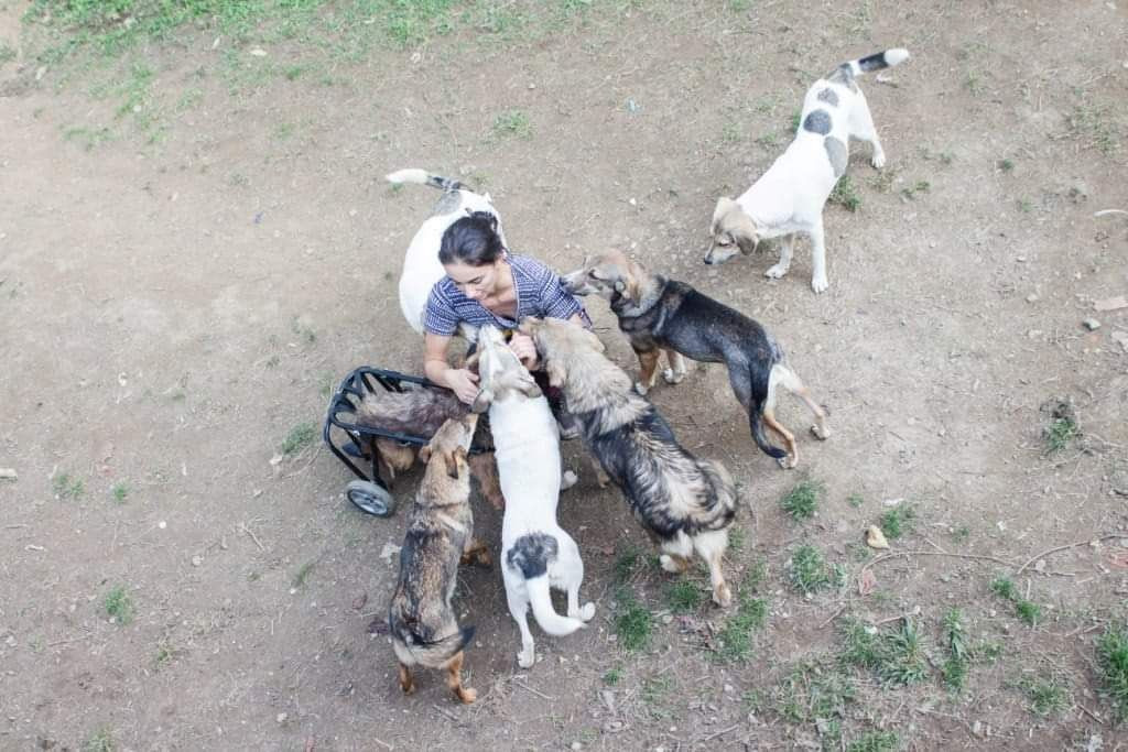 Svjetlana Trifunović