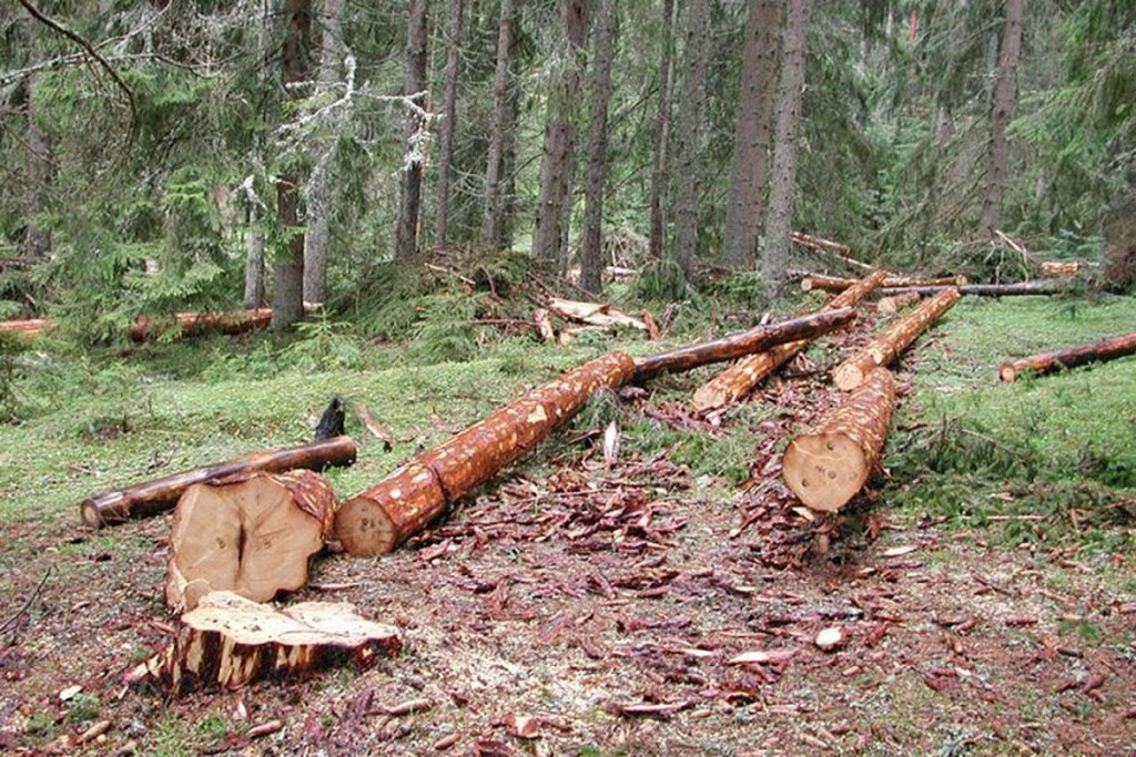 Sječa šume stabla