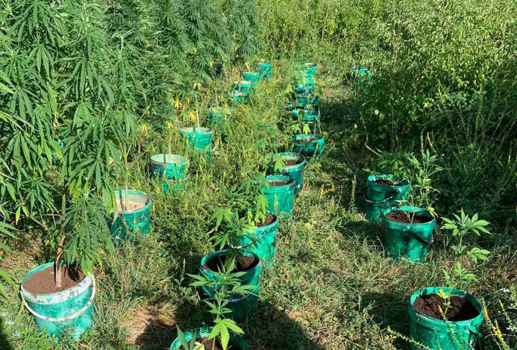 Zapljena indijske konoplje kod Čapljine