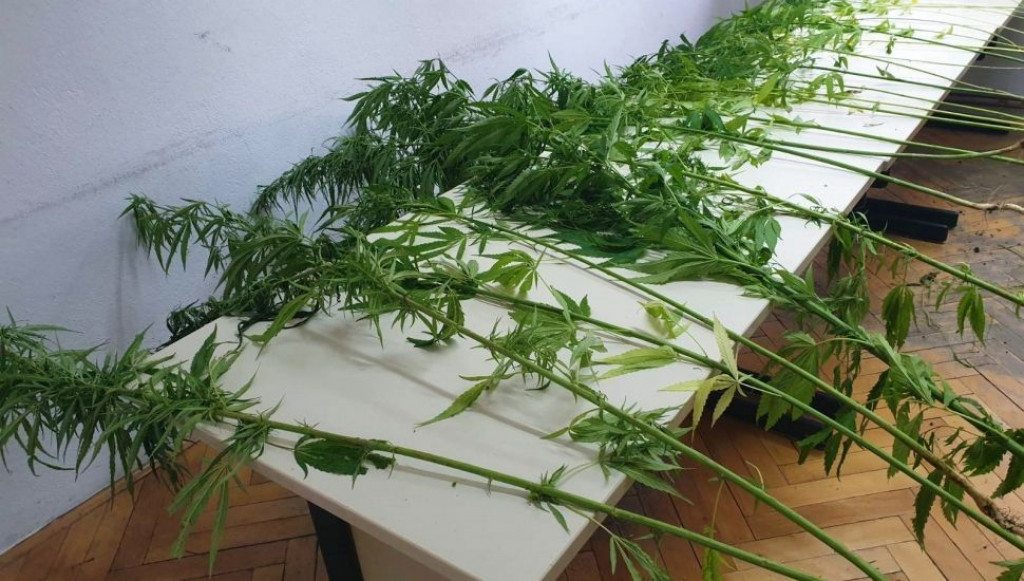 Indijska konoplja marihuana