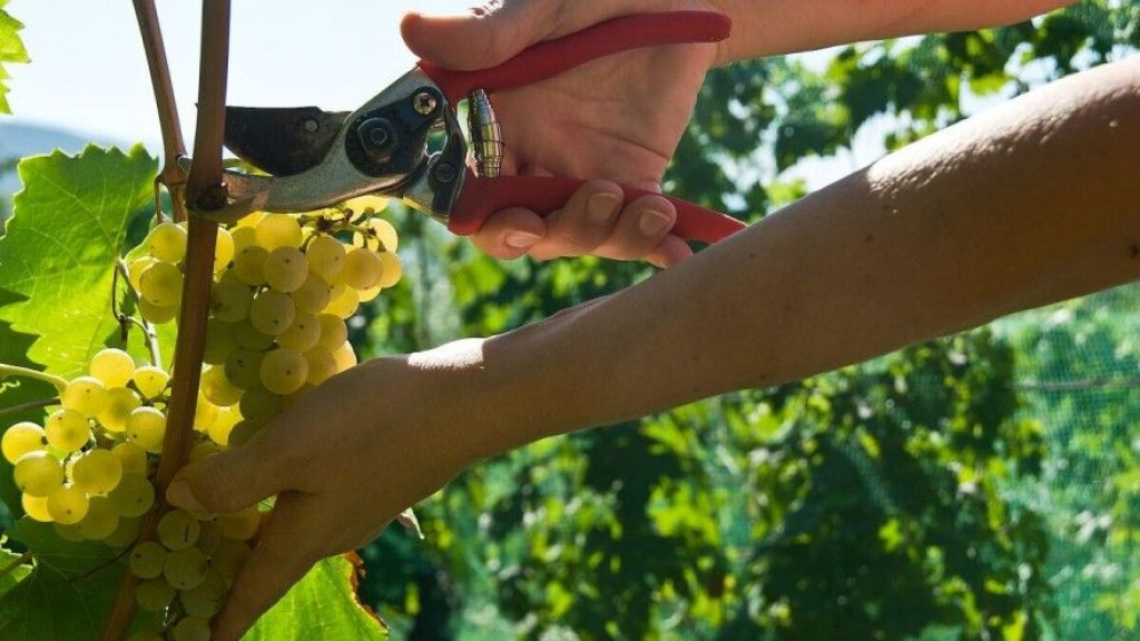 Berba grožđa trganje