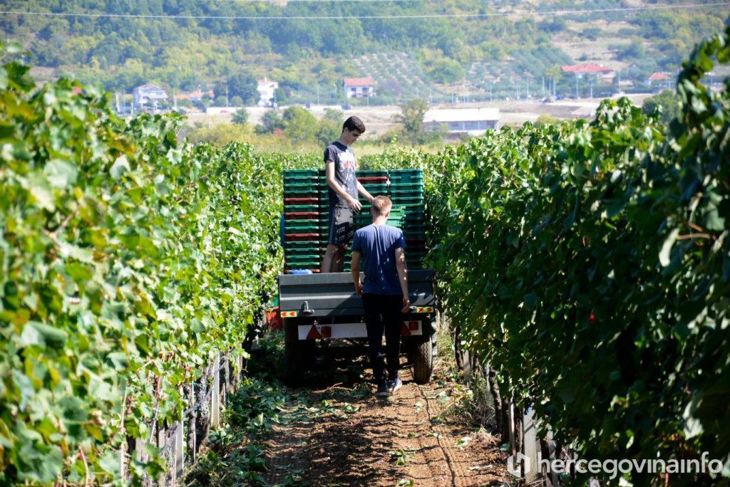 Berba trganje vinograd