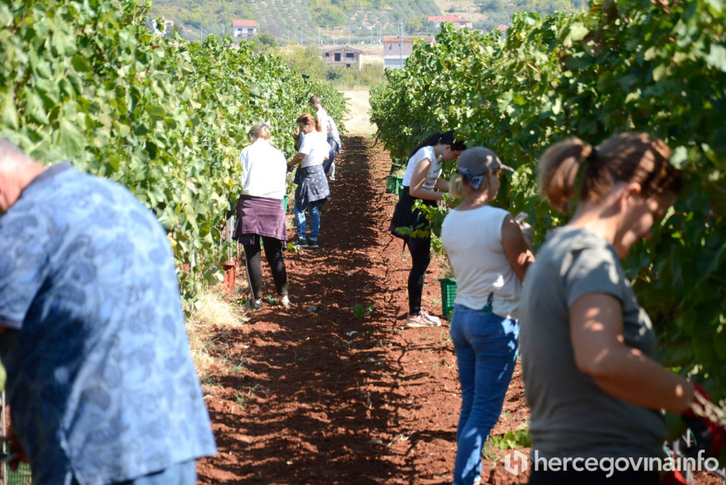 Berba trganje vinograd