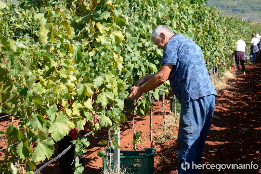 Berba trganje vinograd