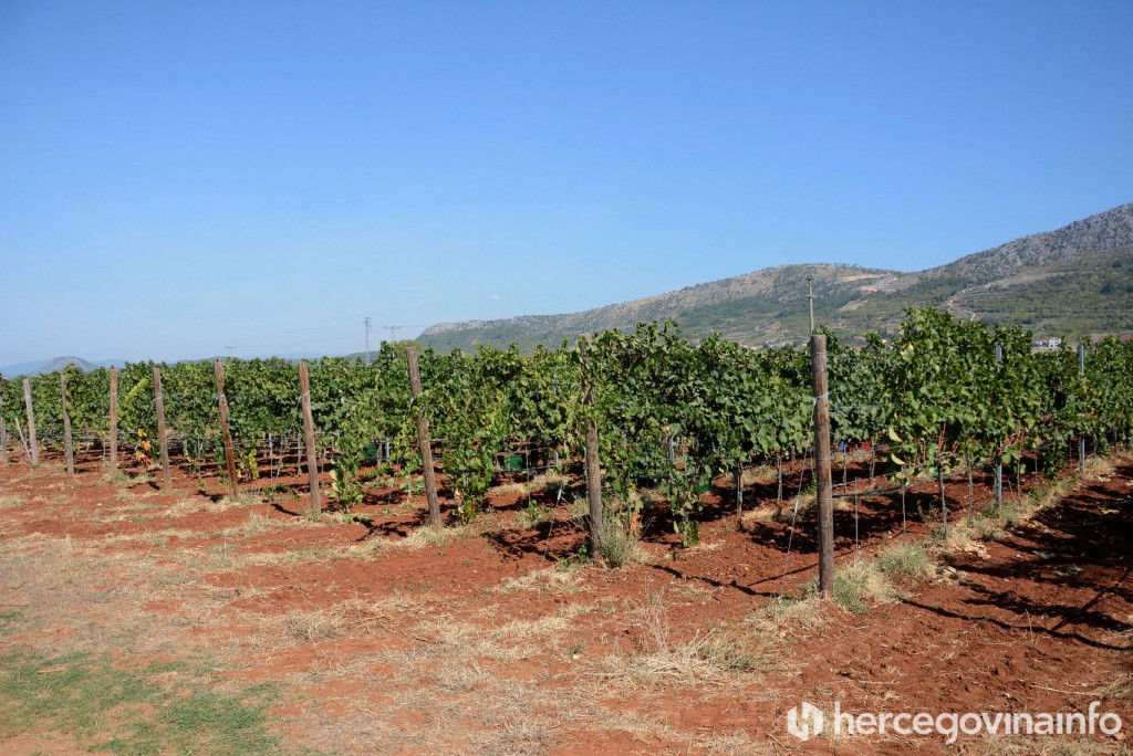 Berba trganje vinograd