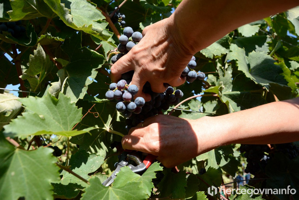 Berba trganje vinograd