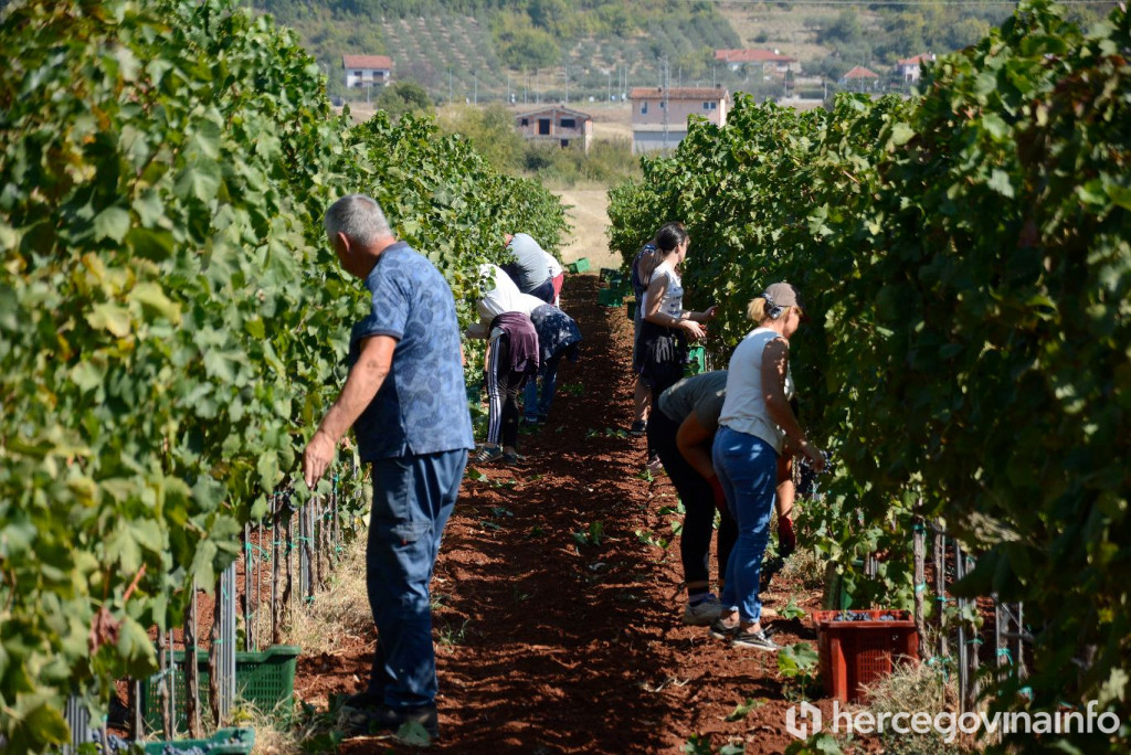 Berba trganje vinograd