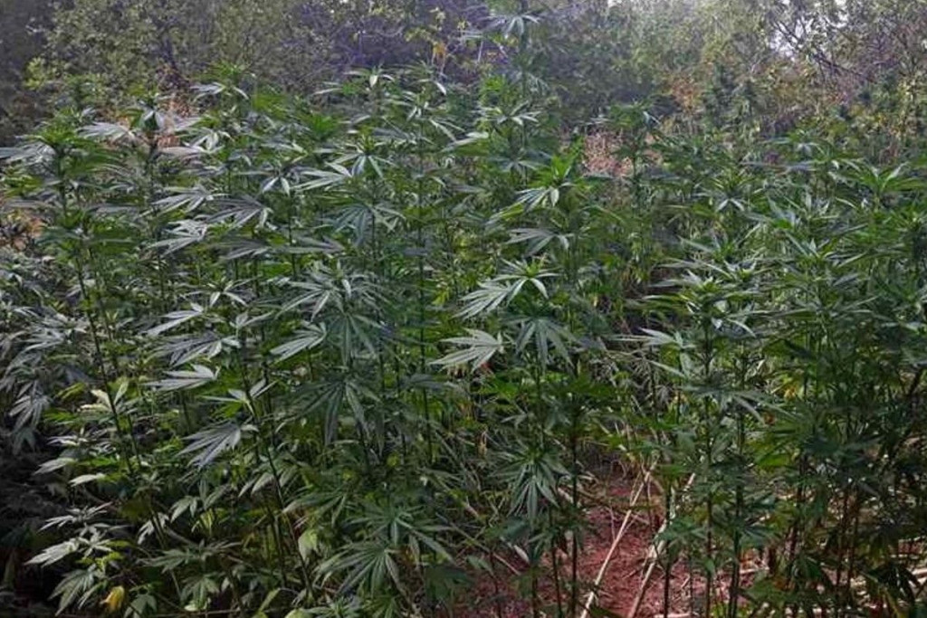 Marihuana plantaža Čapljina