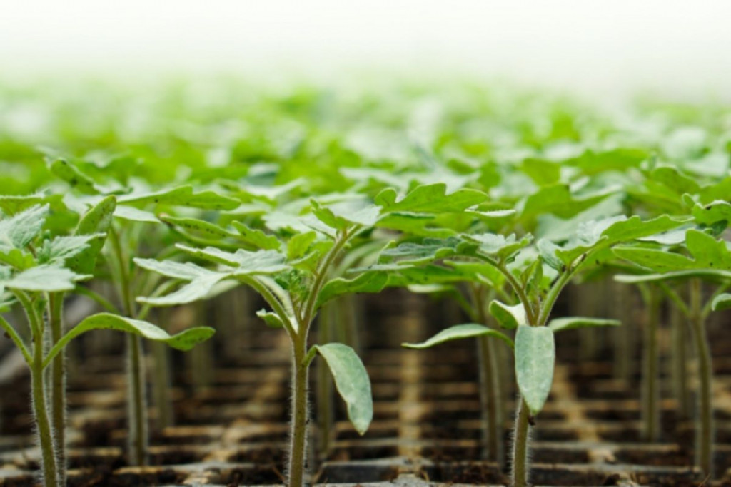 staša košarac, rajčica