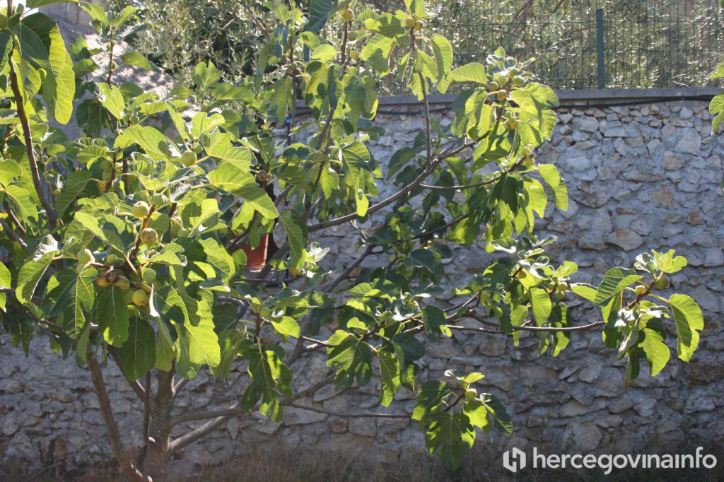 smokve, smokva, vijesti, smokva, smokve, vijesti