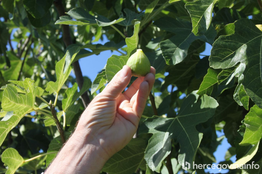 smokve, smokva, vijesti, smokva, smokve, vijesti