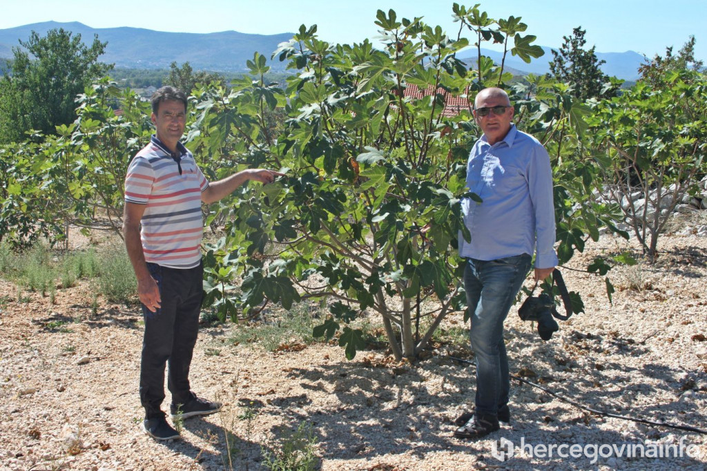 smokve, smokva, vijesti