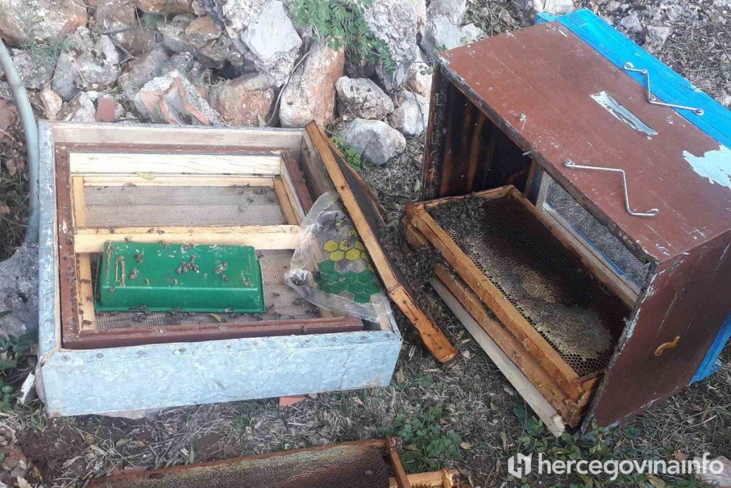 medvjed, med, pčelari