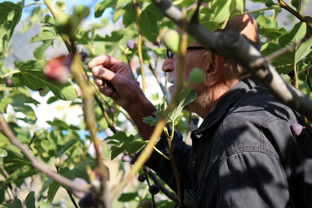 Božo Vlačić smokve Trebinje
