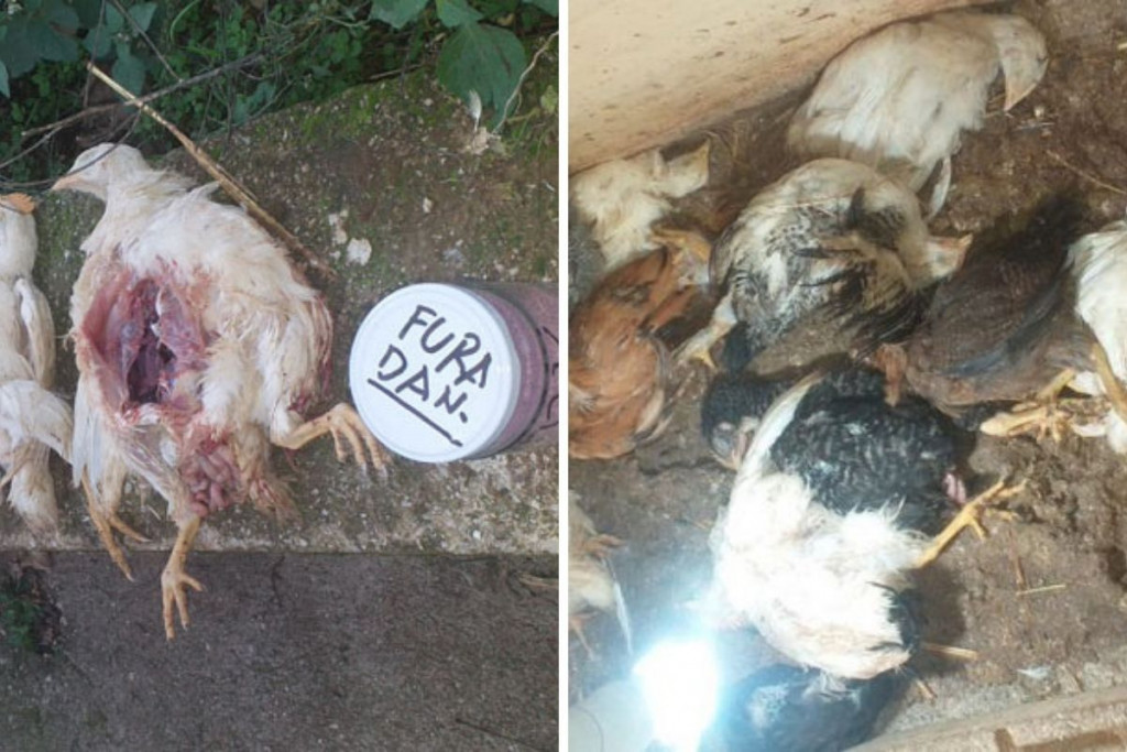 galić, blatnica, Čitluk, farma koka