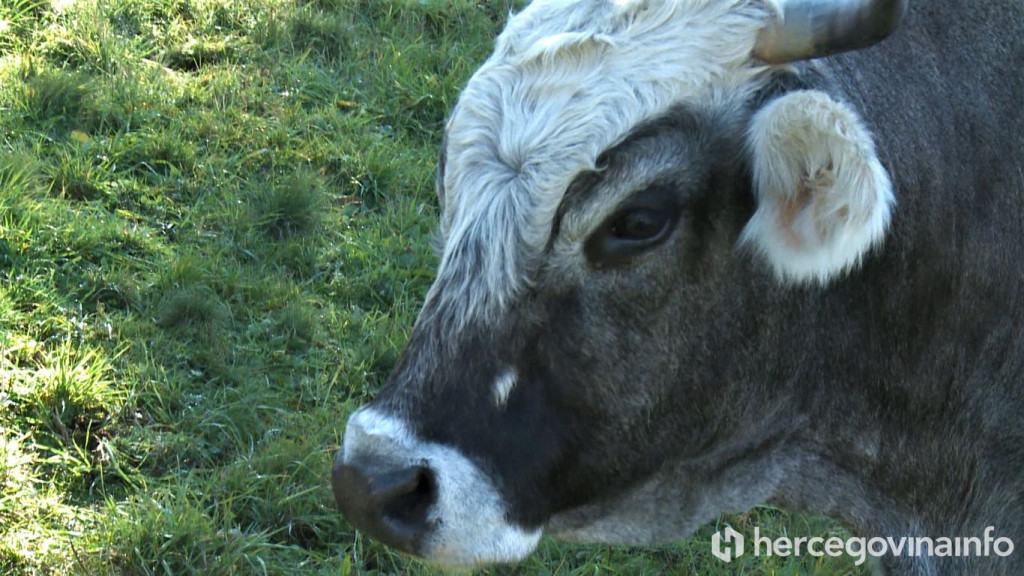 govedo, Gacko, gatačko govedo