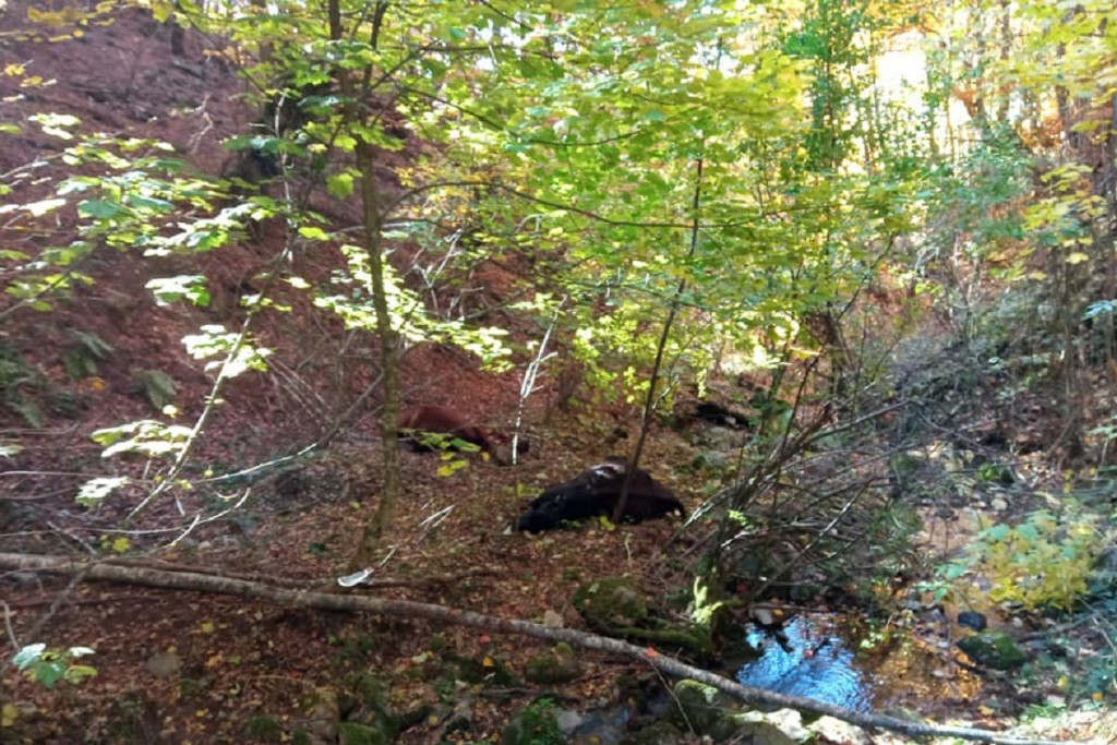 mine, krave, nesreća