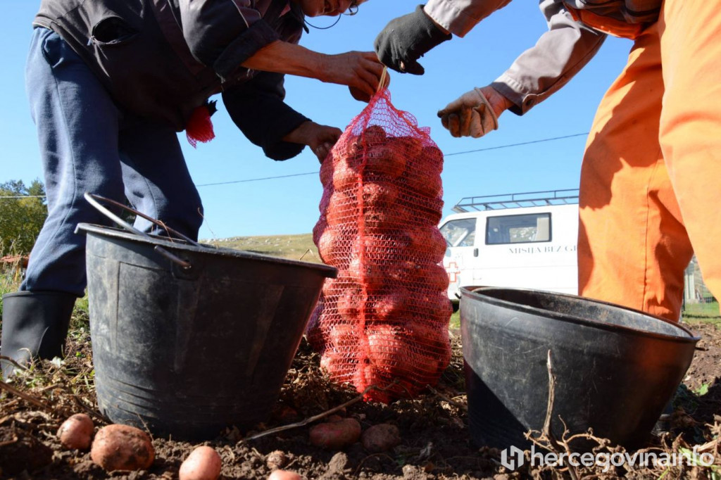 glamoč, krumpir, cijene krumpira
