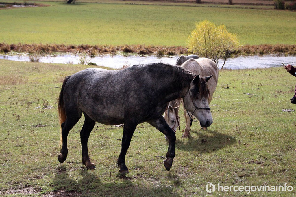 Konji Livno