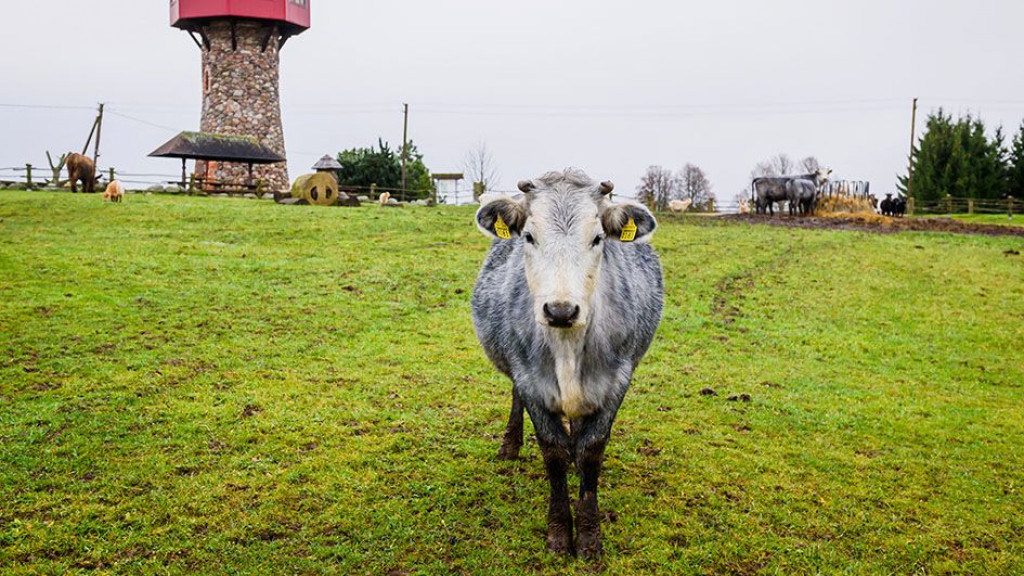 plava krava, latvija, krava