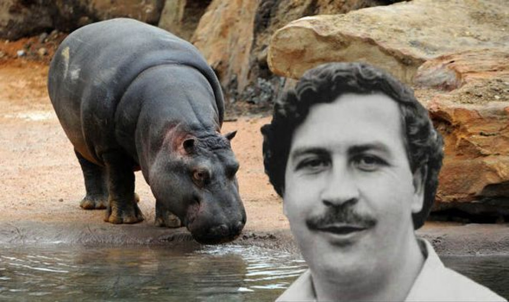 nilski konji, kralj droge, Južna Amerika, escobar