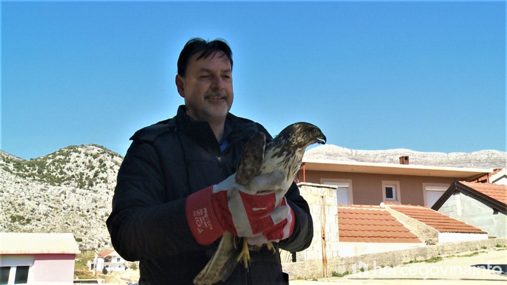 orao, Trebinje, orao mišar